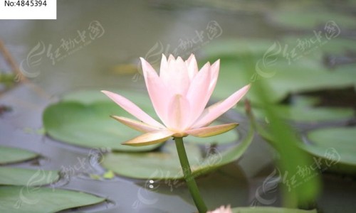 泻药的学名叫什么、泻药的功效与作用 -泻药的功效网