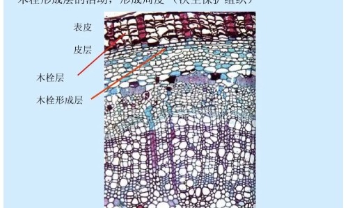 泻药的学名叫什么、泻药的功效与作用 -泻药的功效网