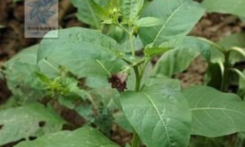 泻药的学名叫什么、泻药的功效与作用 -泻药的功效网