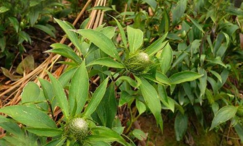 泻药的学名叫什么、泻药的功效与作用 -泻药的功效网